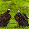 Ngorongoro Crater